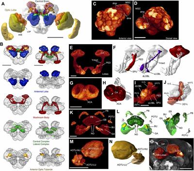 A Novel Major Output Target for Pheromone-Sensitive Projection Neurons in Male Moths